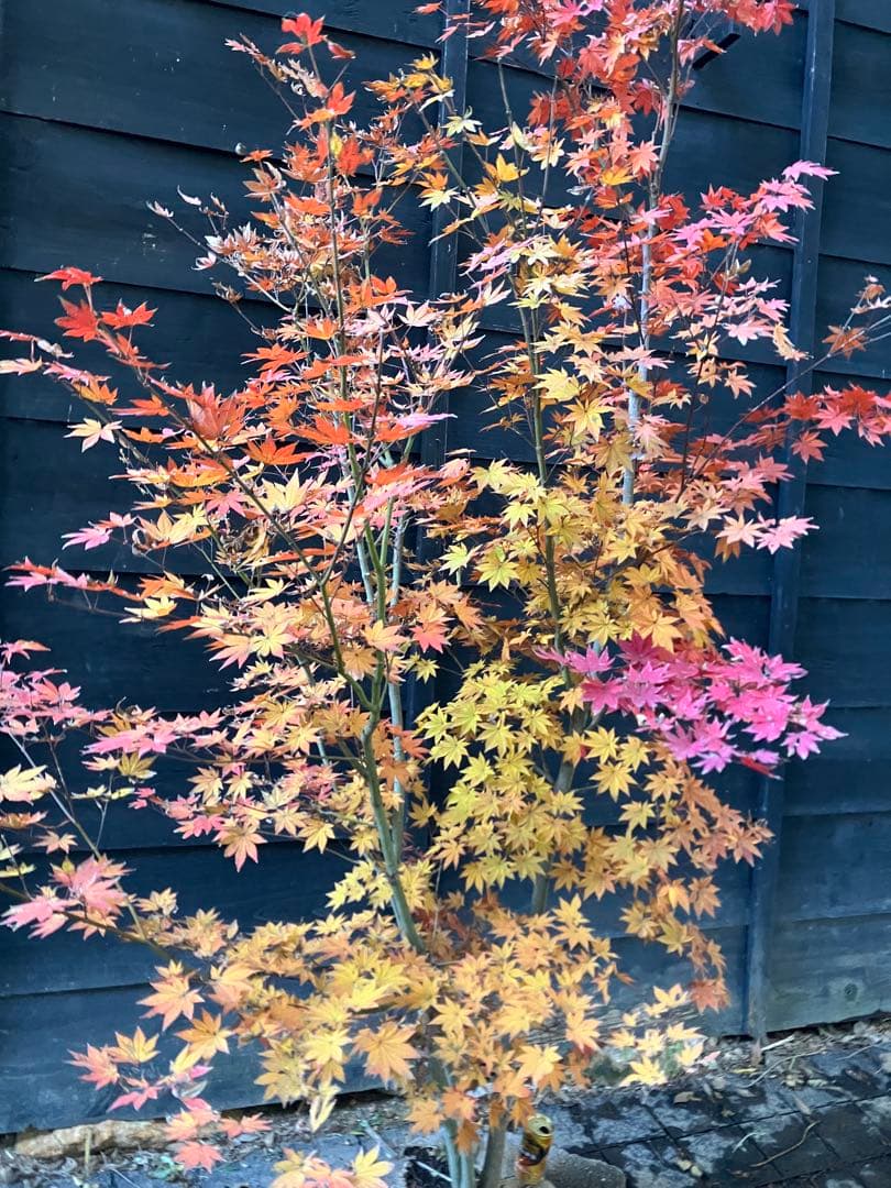 Poppopo　4 コハウチワカエデ