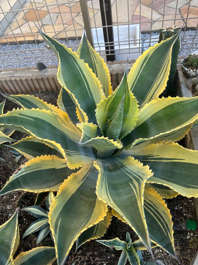 アガベ リップルエフェクト 子株 - メルカリ