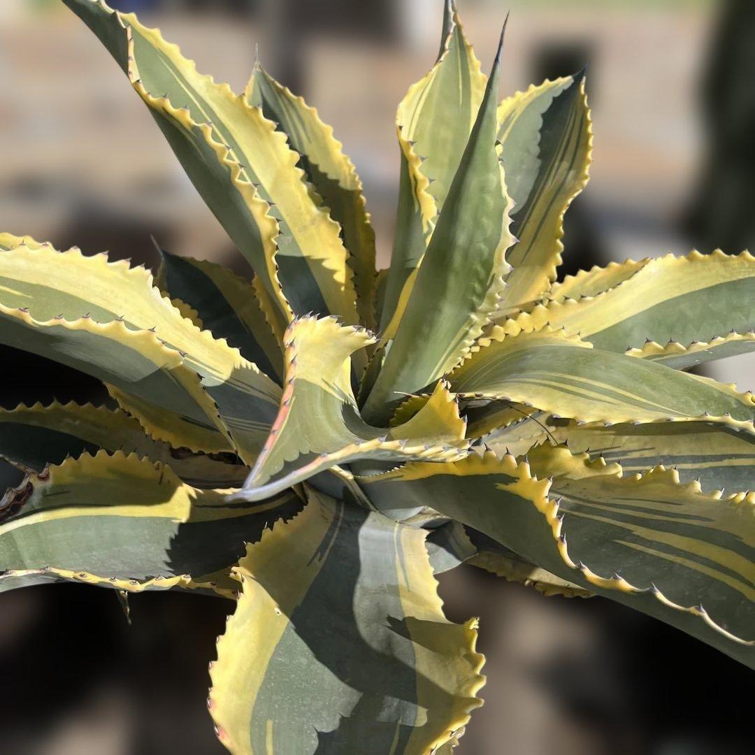 アガベ リップルエフェクト 子株 - メルカリ