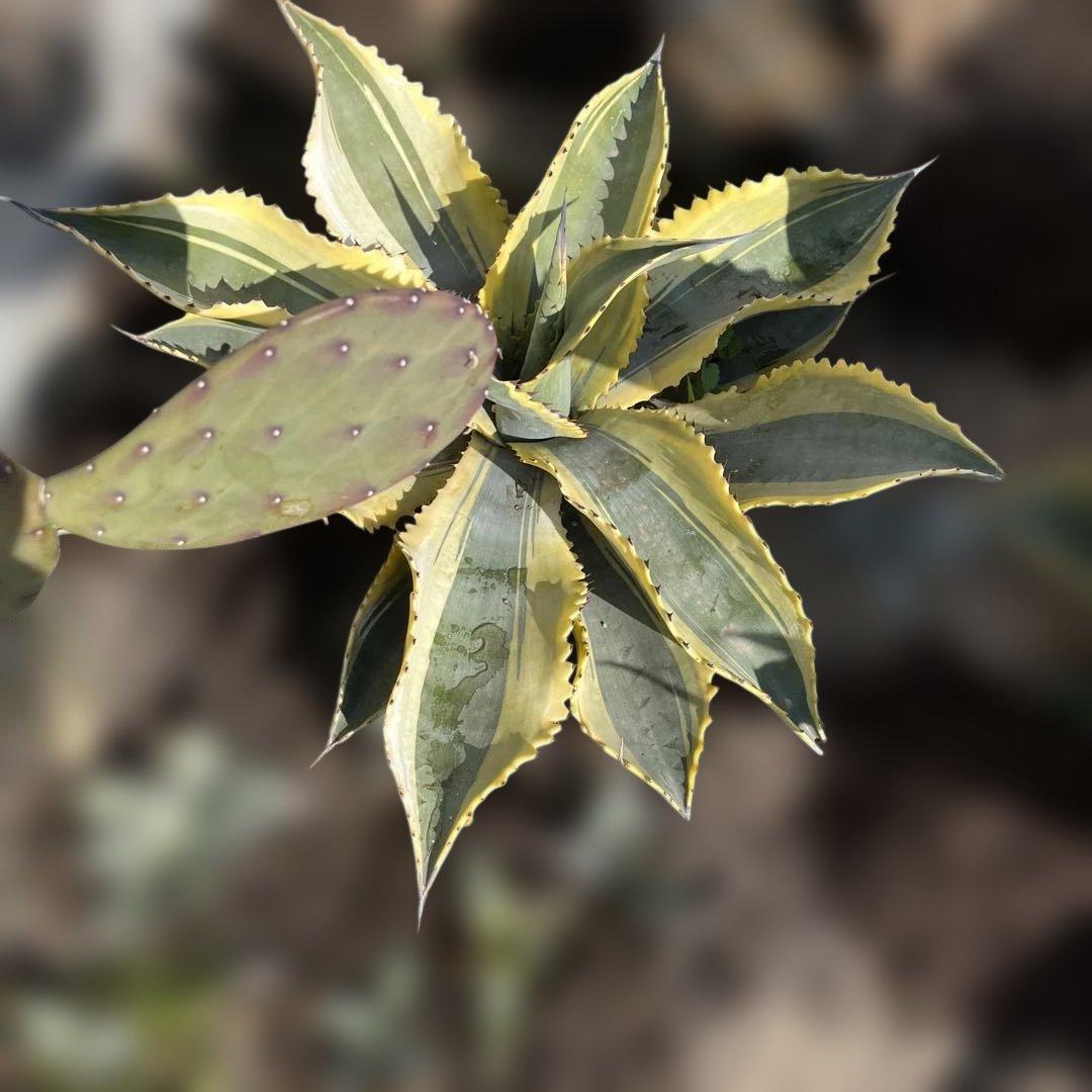 アガベ リップルエフェクト 子株 - メルカリ