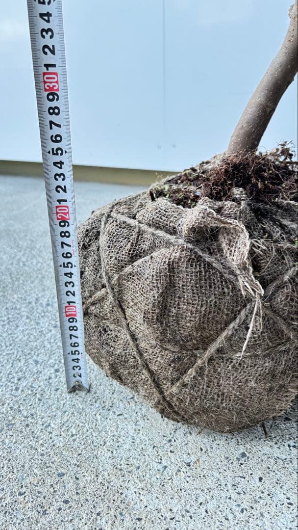 希少な単幹樹形 山採り ハイノキ 株立 638 樹高1.6 m位