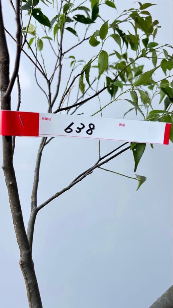 希少な単幹樹形 山採り ハイノキ 株立 638 樹高1.6 m位