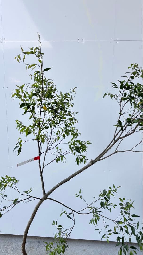 希少な単幹樹形 山採り ハイノキ 株立 638 樹高1.6 m位