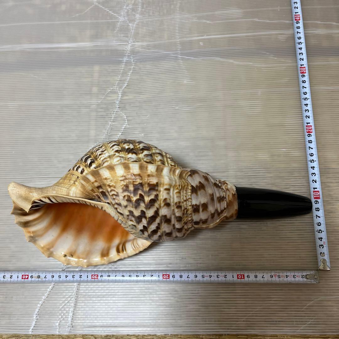 修験道法螺貝　神事　山伏　密教　魔除け　ほら貝　ホラガイ