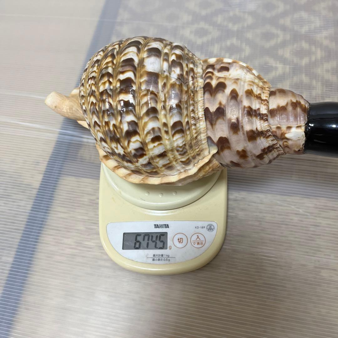 修験道法螺貝　神事　山伏　密教　魔除け　ほら貝　ホラガイ