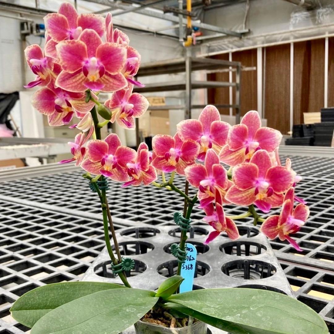 ファレノプシス（胡蝶蘭）Candy Berry苗 ピンク - メルカリ