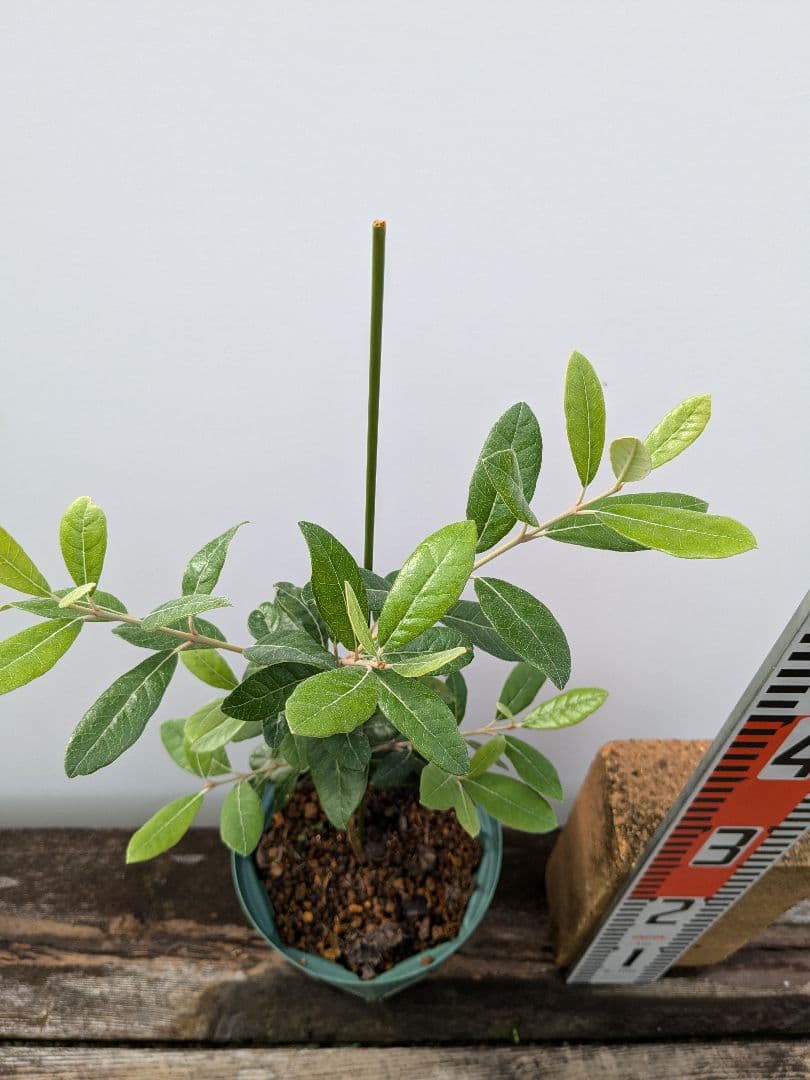 k*y様 フェイジョア ホワイトグース 挿し木苗 - メルカリ