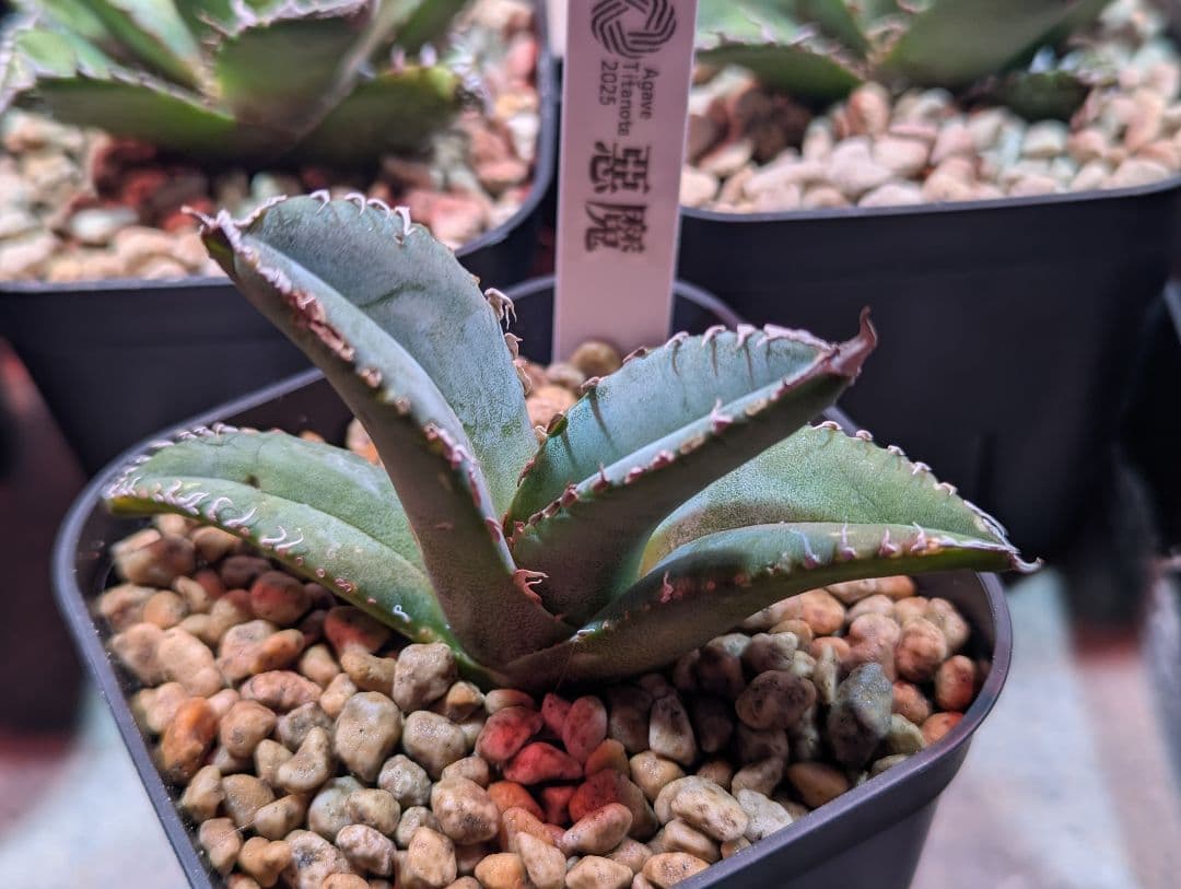 チタノタ「惡魔 Medusa」台湾産 発根済 タグ鉢付き - メルカリ