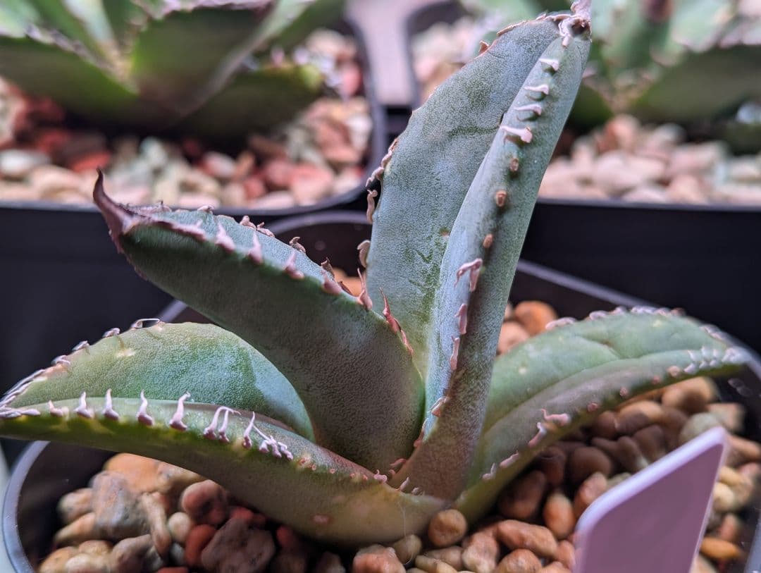 チタノタ「惡魔 Medusa」台湾産 発根済 タグ鉢付き - メルカリ