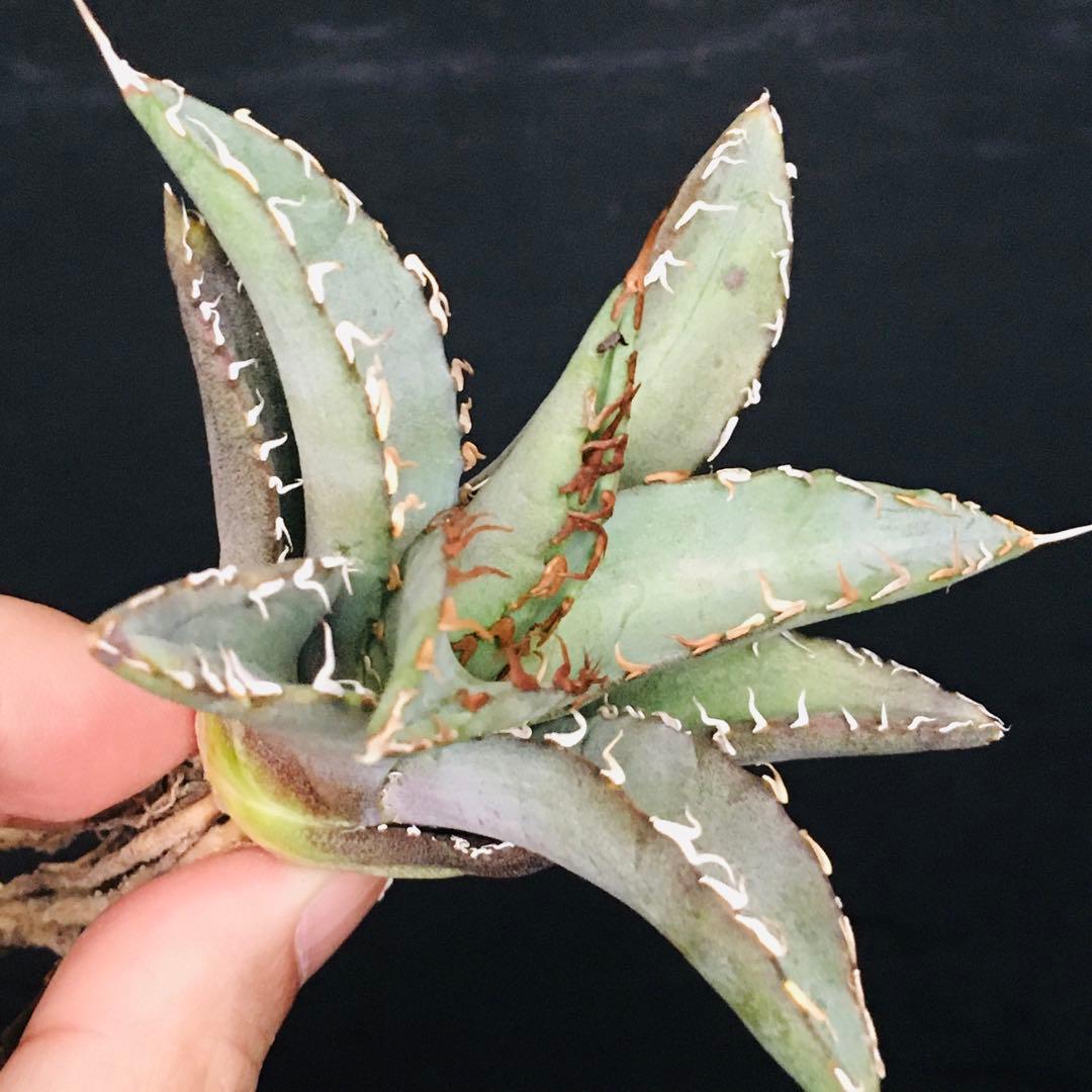 【高騰品種】1 白銀金剛 極上白棘 アガベチタノタ SilverKingKong