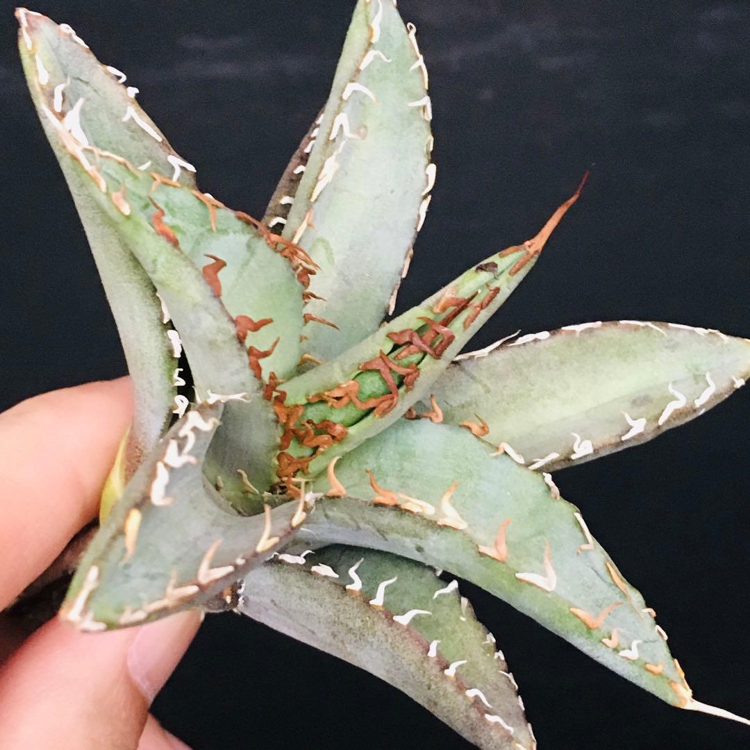 【高騰品種】1 白銀金剛 極上白棘 アガベチタノタ SilverKingKong