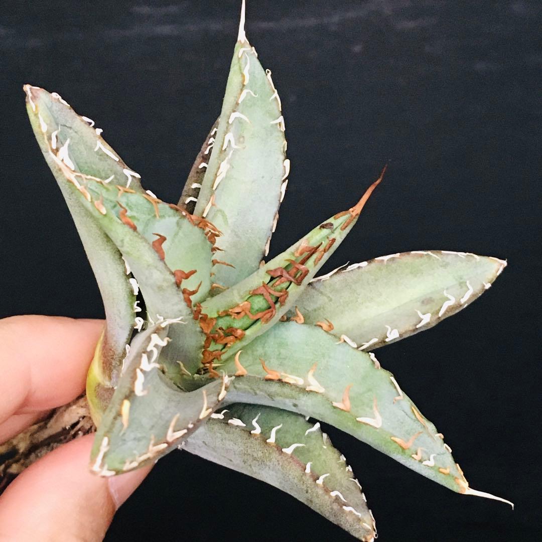 【高騰品種】1 白銀金剛 極上白棘 アガベチタノタ SilverKingKong