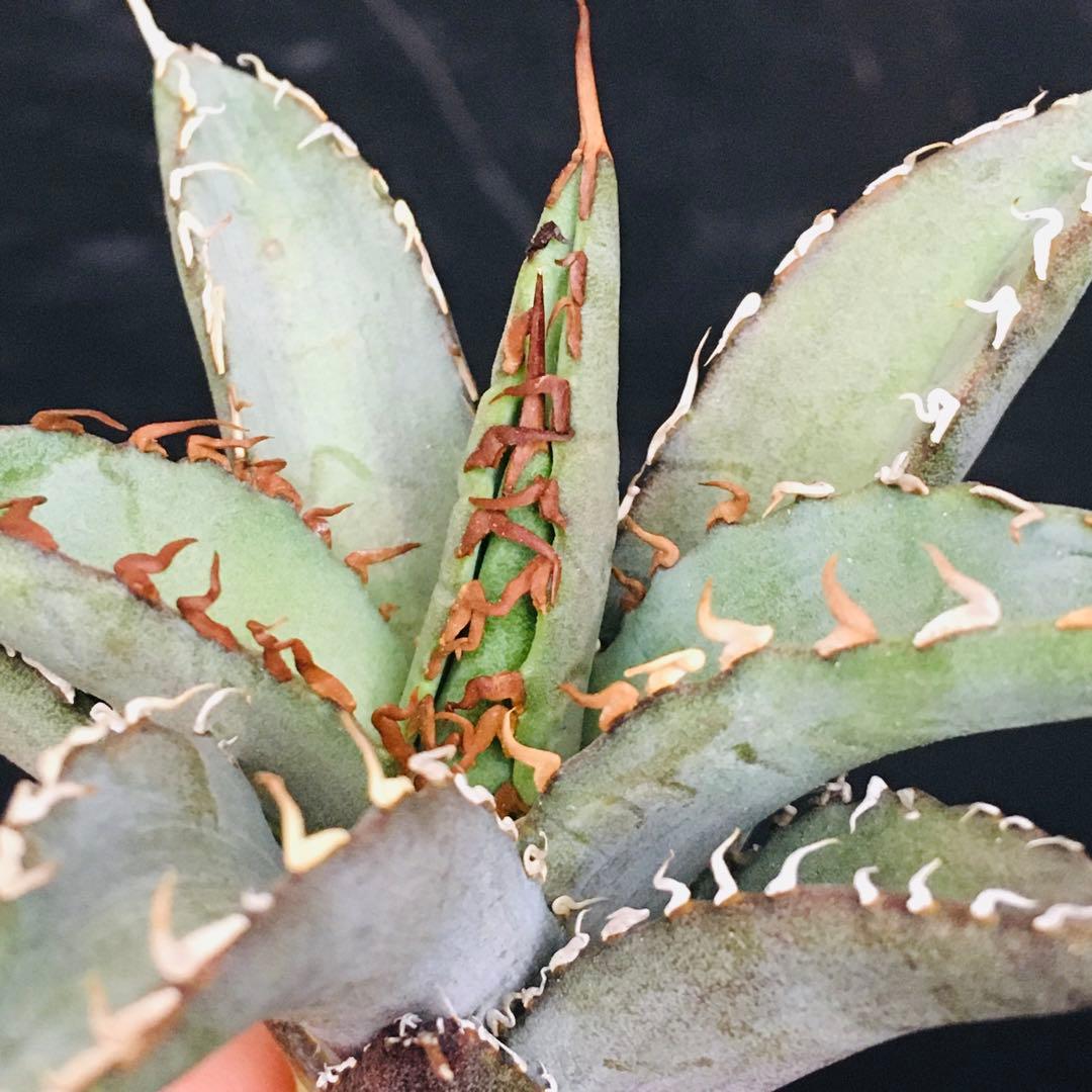 【高騰品種】1 白銀金剛 極上白棘 アガベチタノタ SilverKingKong