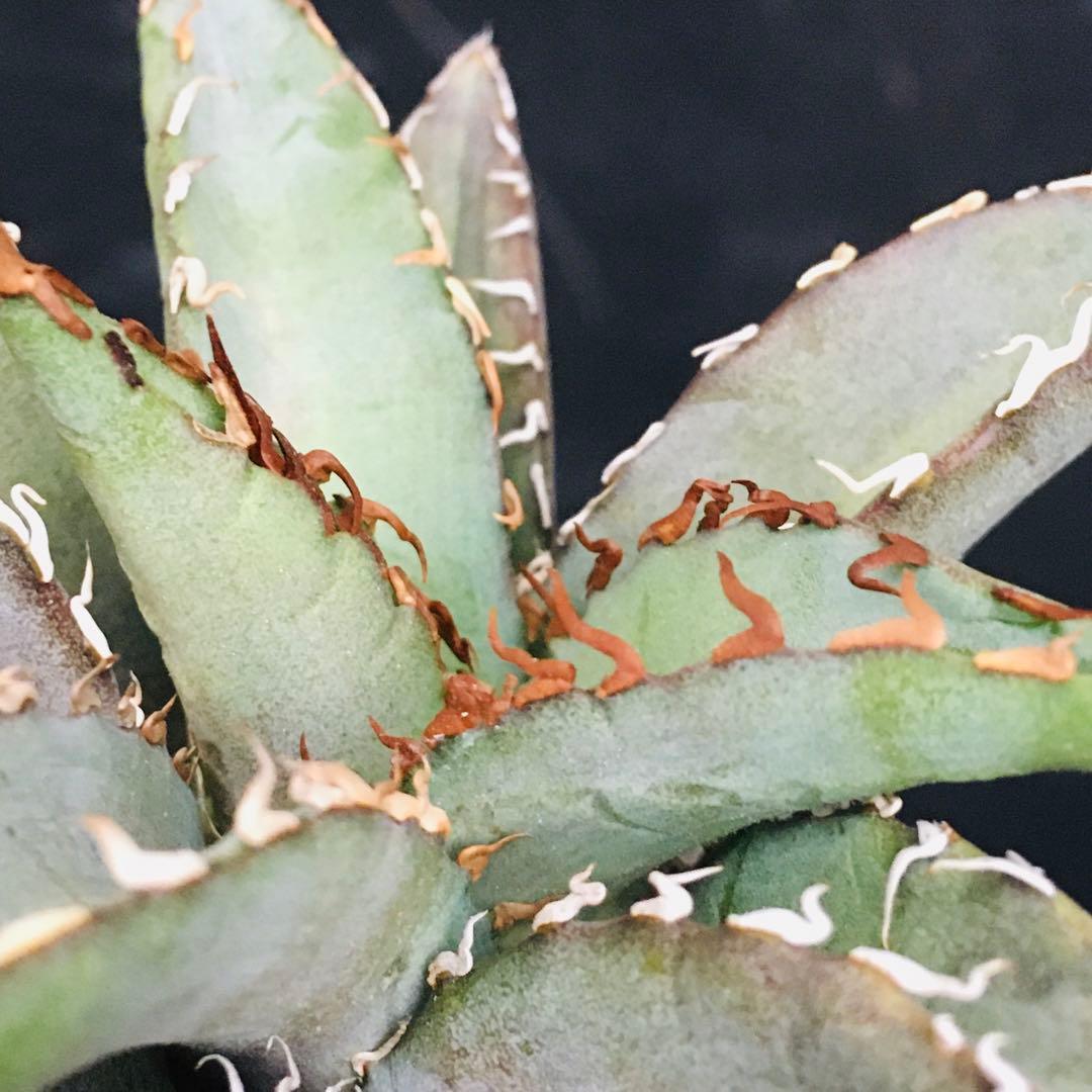 【高騰品種】1 白銀金剛 極上白棘 アガベチタノタ SilverKingKong