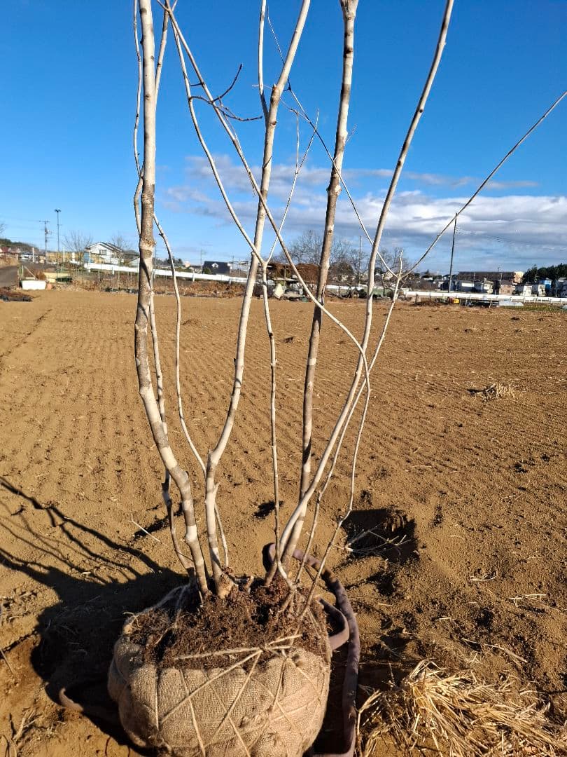 アオダモ 株立ち 山彩り ――美肌 綺麗な幹肌 ――