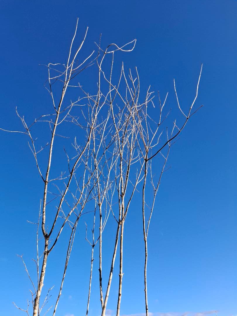 アオダモ 株立ち 山彩り ――美肌 綺麗な幹肌 ――