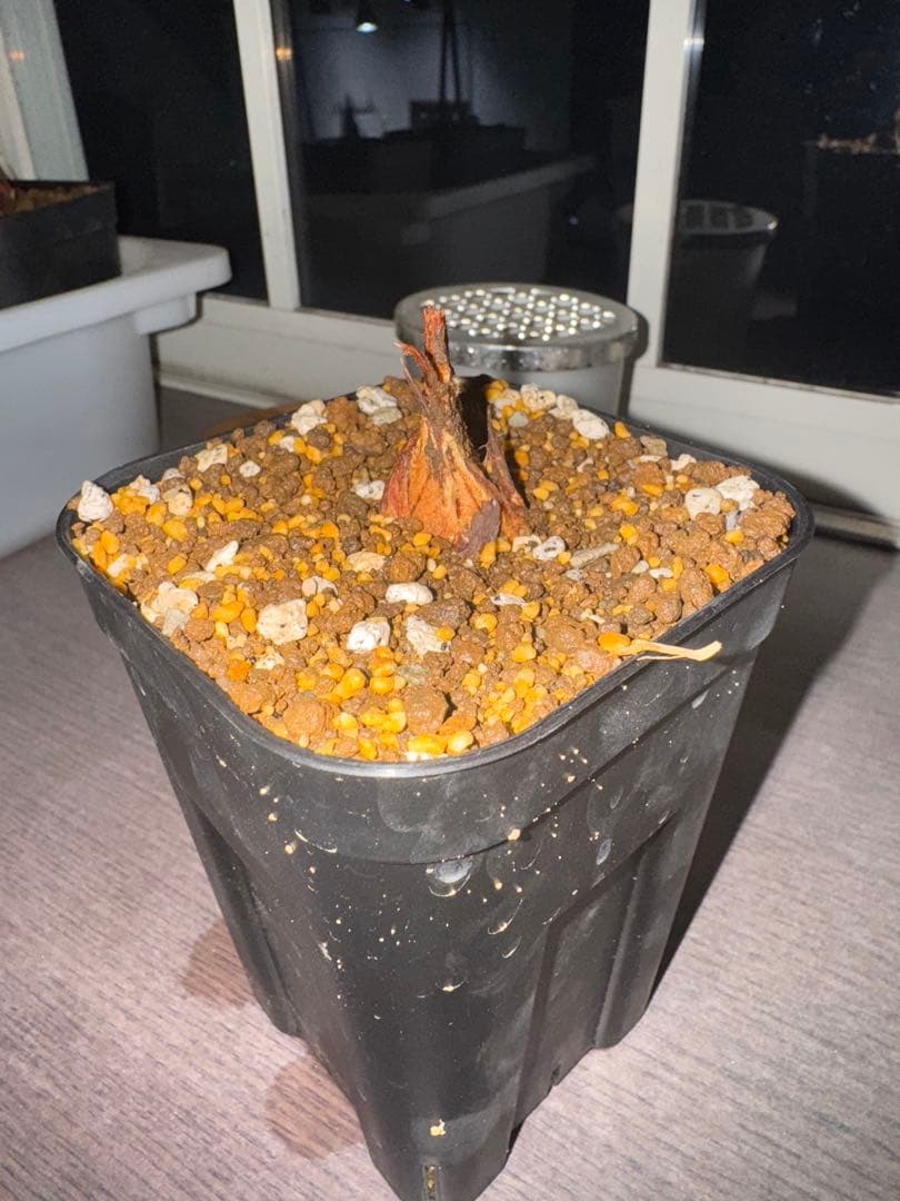 夏黄金ソテツ 親株は出費品ではありません この親から外したカキコが