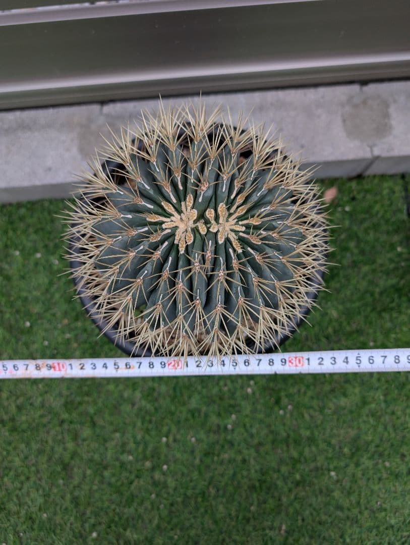 フェロカクタス王冠竜モンスト 激レア 希少 サボテン 綴化 - メルカリ