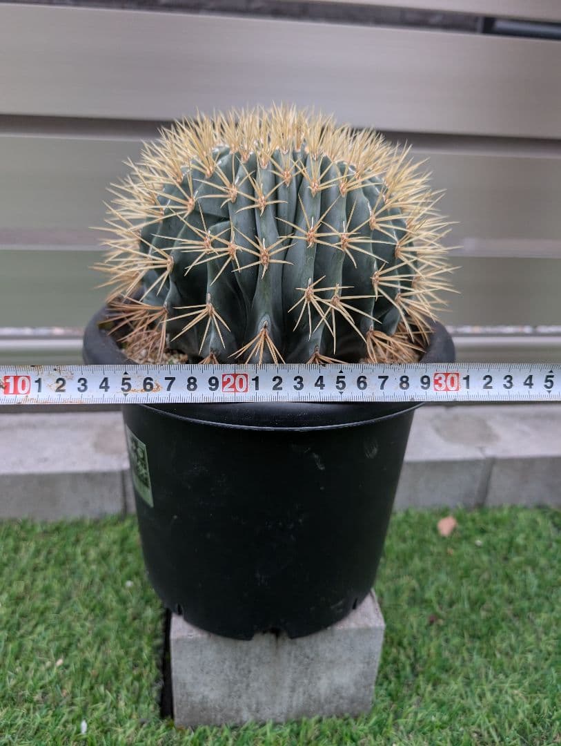 フェロカクタス王冠竜モンスト 激レア 希少 サボテン 綴化 - メルカリ