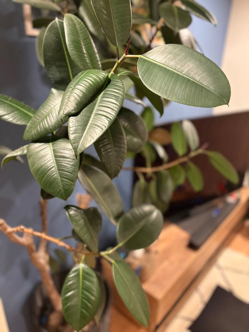 引き取り限定！フィカス 約2m 大型観葉植物　フィカスバーガンディー