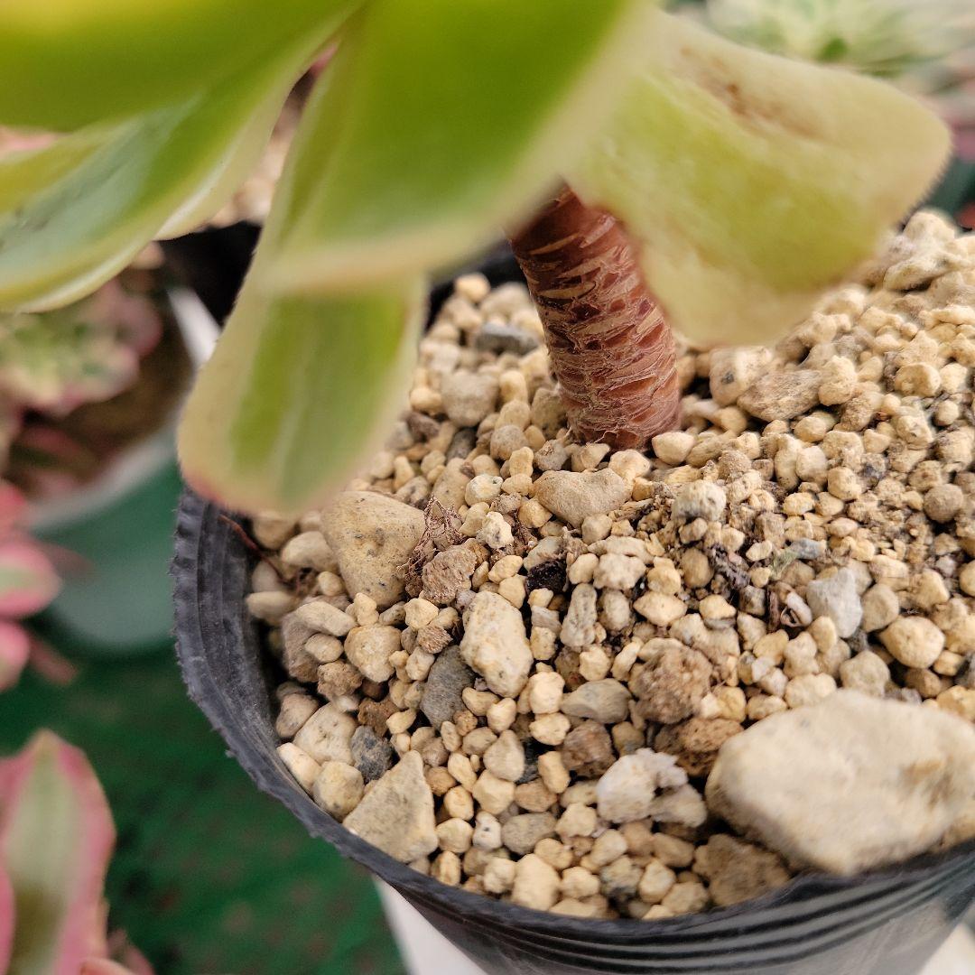 専用。イエローミルクティー錦　大　　　抜き苗