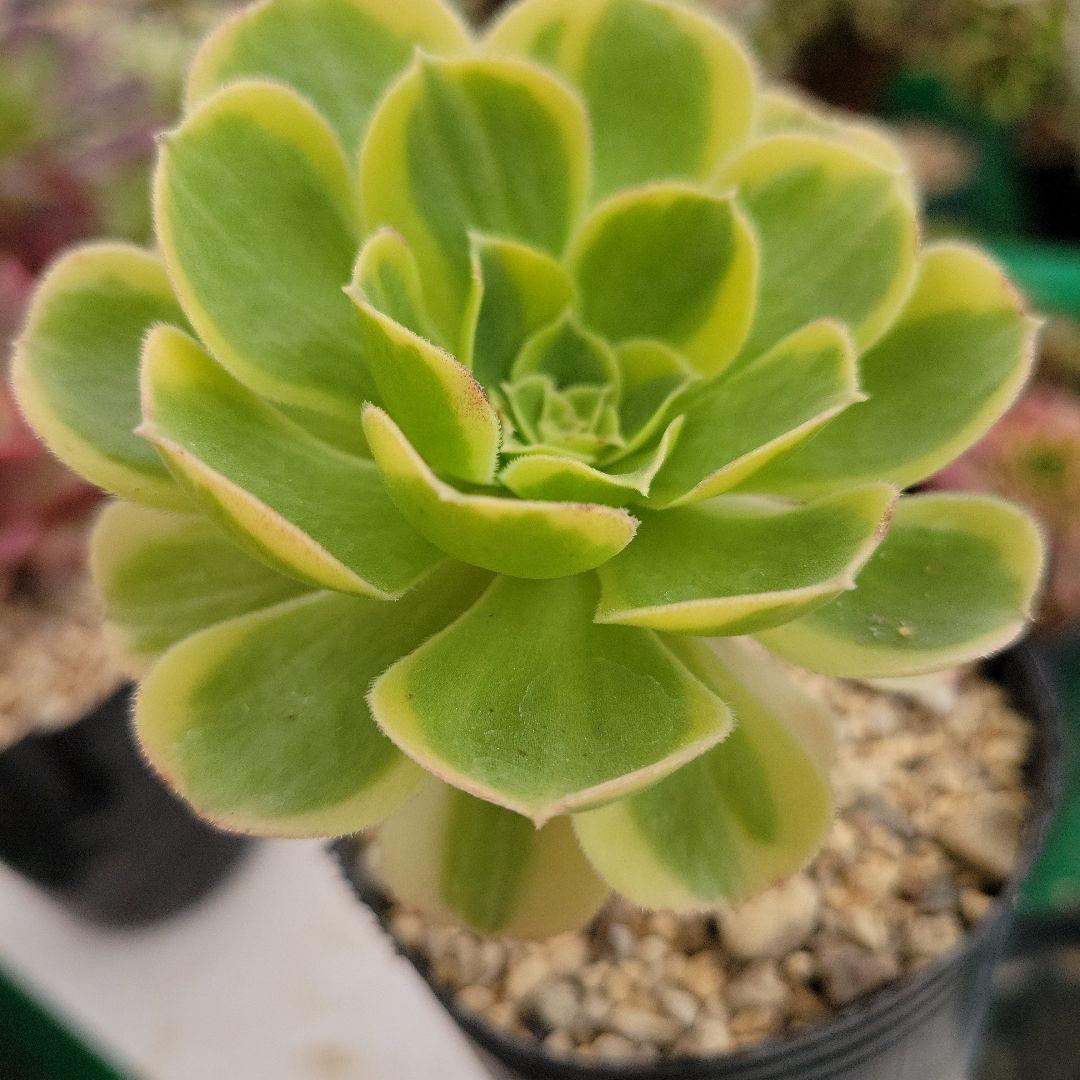 専用。イエローミルクティー錦　大　　　抜き苗