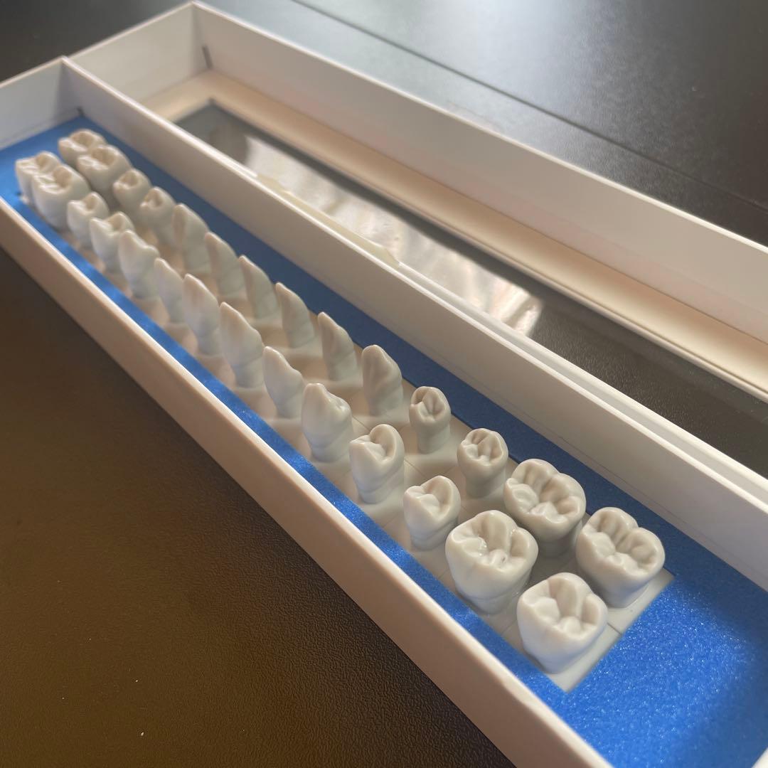 NISSIN 歯冠彫刻用模型/C13- MT.31(28S) - メルカリ