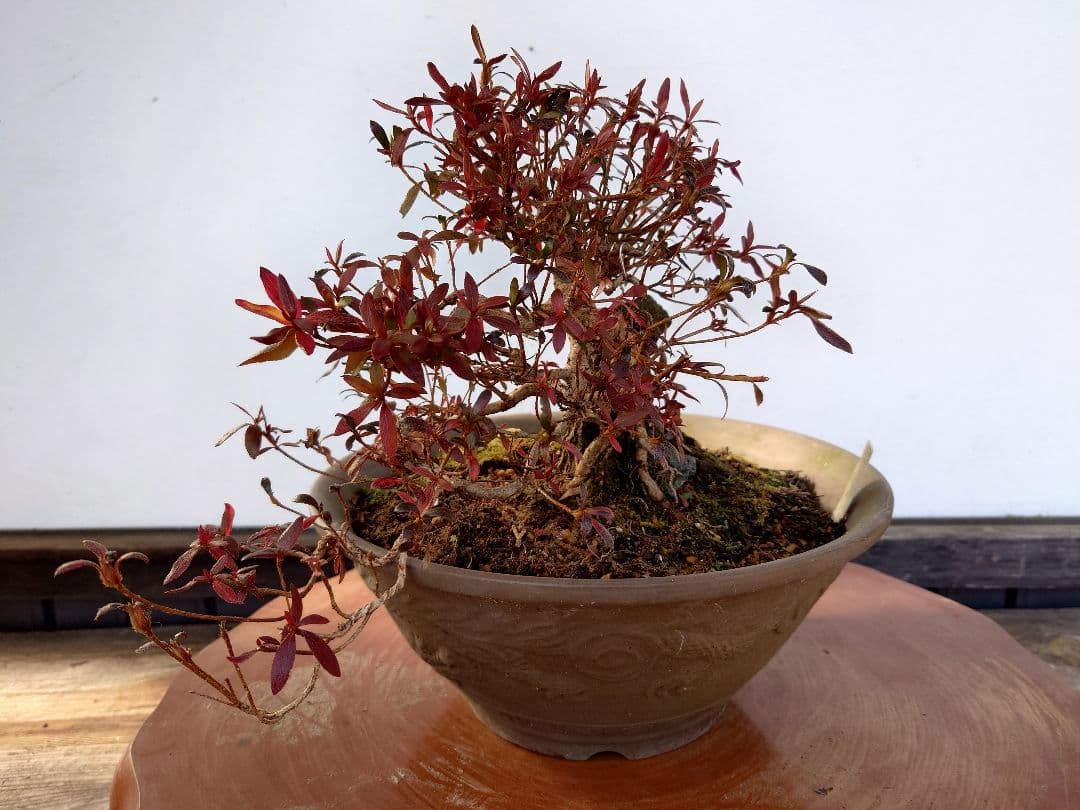 盆栽　皐月(関守の采の八重)　上下24cm