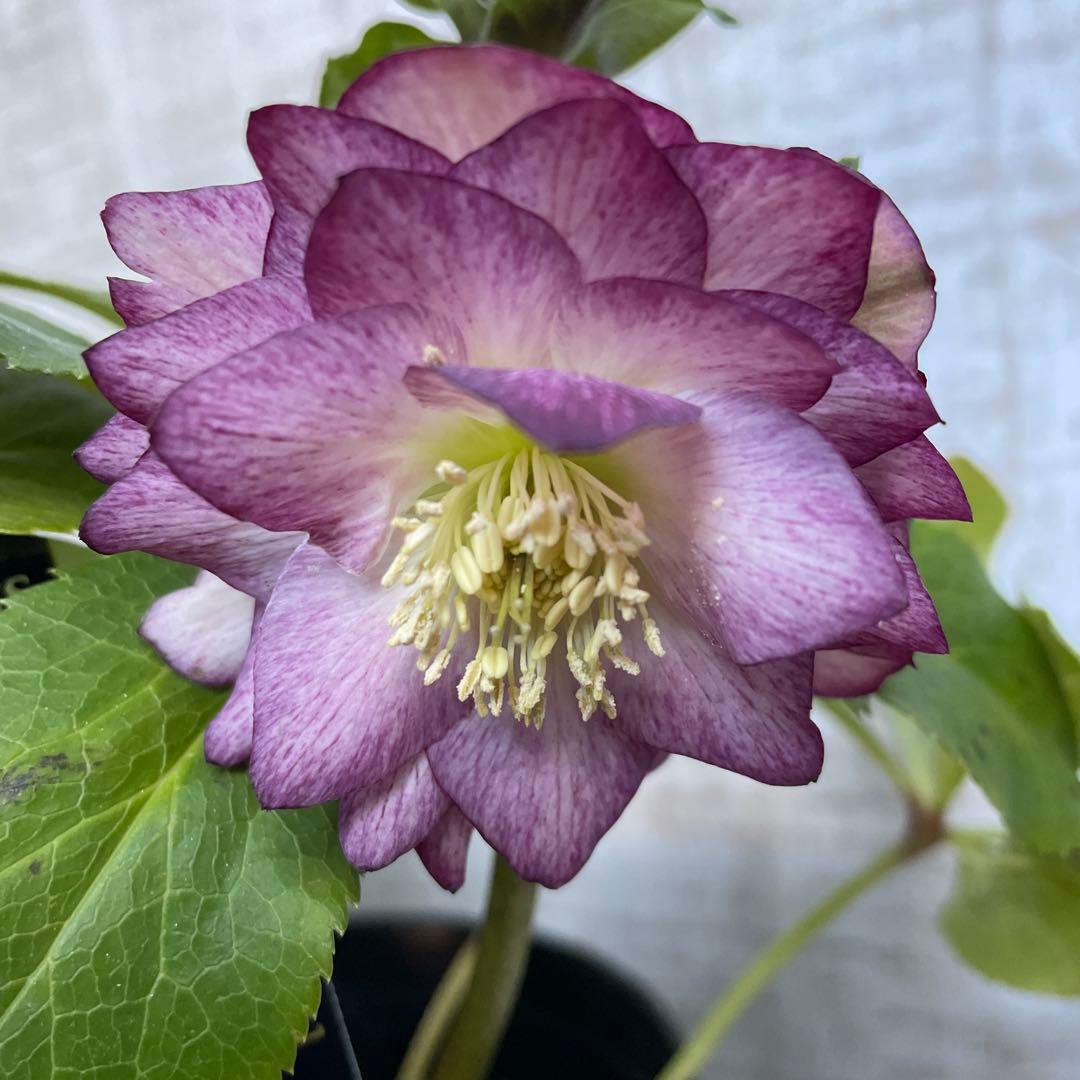 大特価！6鉢価格！クリスマスローズ 苗 苗木 宿根草 6号鉢 八重咲き 花