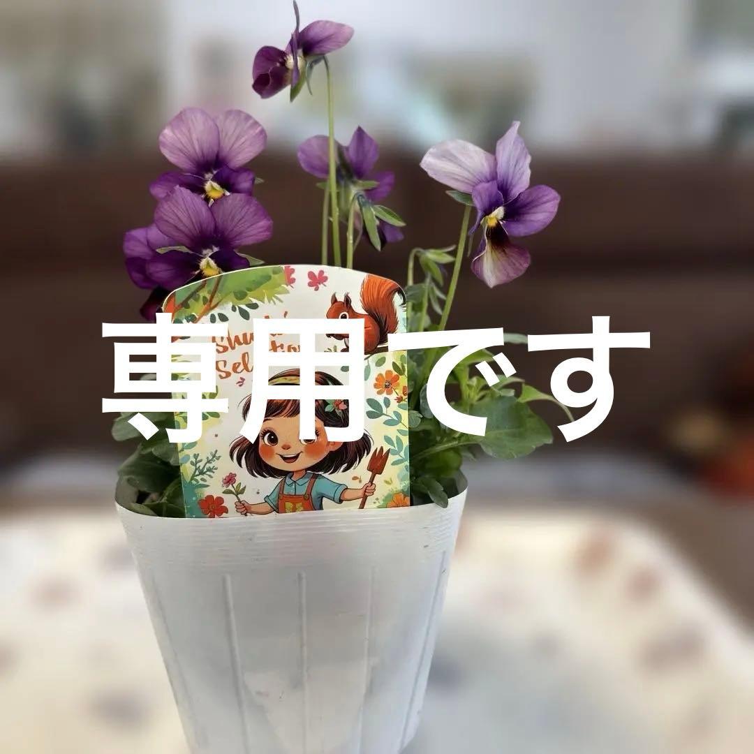 入手困難パルプンテ ビオラ1ポット すみれ図鑑好みな方 - メルカリ