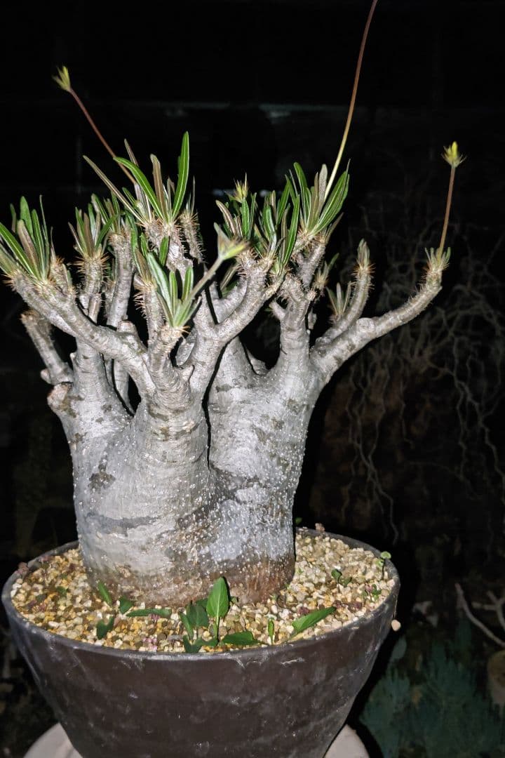 パキポディウム　グラキリス特大株