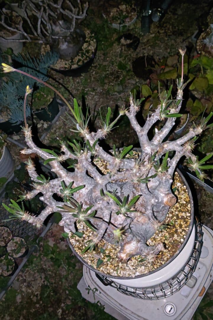 パキポディウム　グラキリス特大株