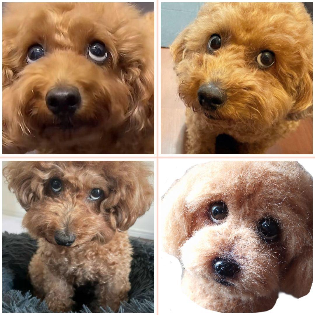 愛犬さんの羊毛フェルトオーダー専門・わんちゃん