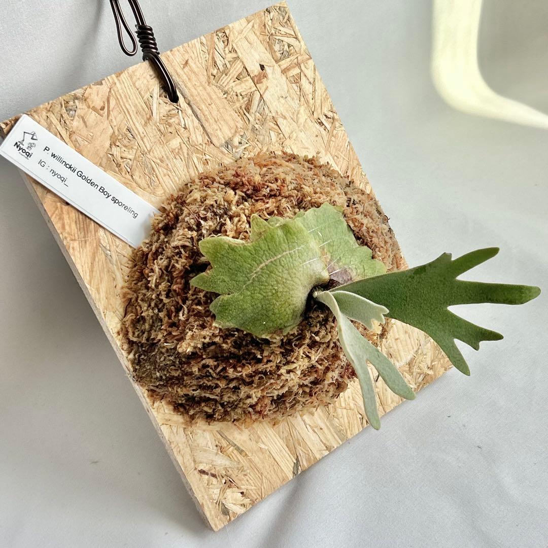 P. wilinckii Golden Boy spore【61】 - メルカリ