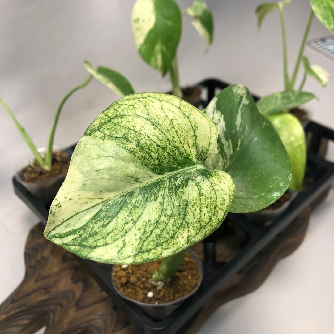 シ*ニ様 5株セット ms52 【特別選抜】ホワイトモンスター／天津蘭 モンステ