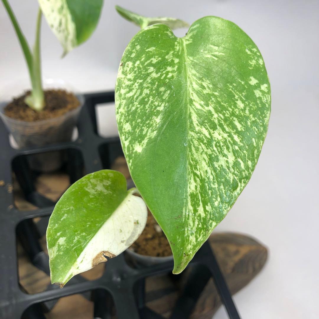 シ*ニ様 5株セット ms52 【特別選抜】ホワイトモンスター／天津蘭 モンステ