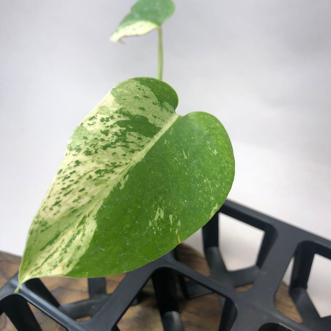 シ*ニ様 5株セット ms52 【特別選抜】ホワイトモンスター／天津蘭 モンステ