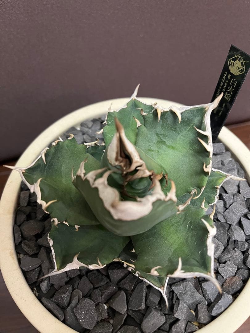 【美株】　コレクション株　アガベ　ホワイトファイヤー　白火焔　鉢ごとメルカリ便