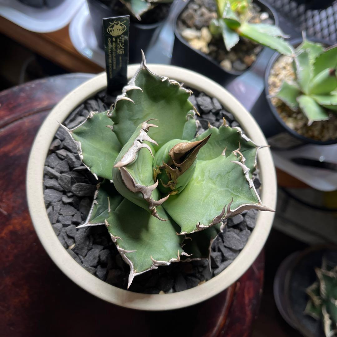 【美株】　コレクション株　アガベ　ホワイトファイヤー　白火焔　鉢ごとメルカリ便