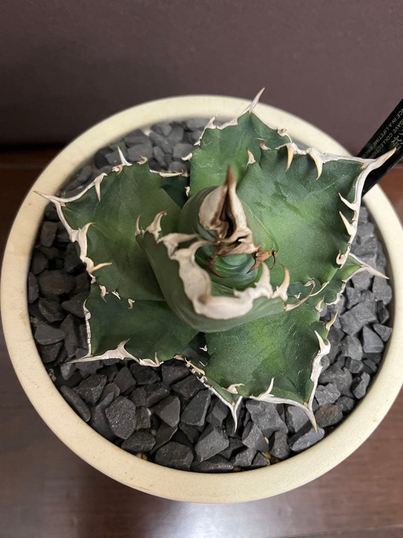 【美株】　コレクション株　アガベ　ホワイトファイヤー　白火焔　鉢ごとメルカリ便