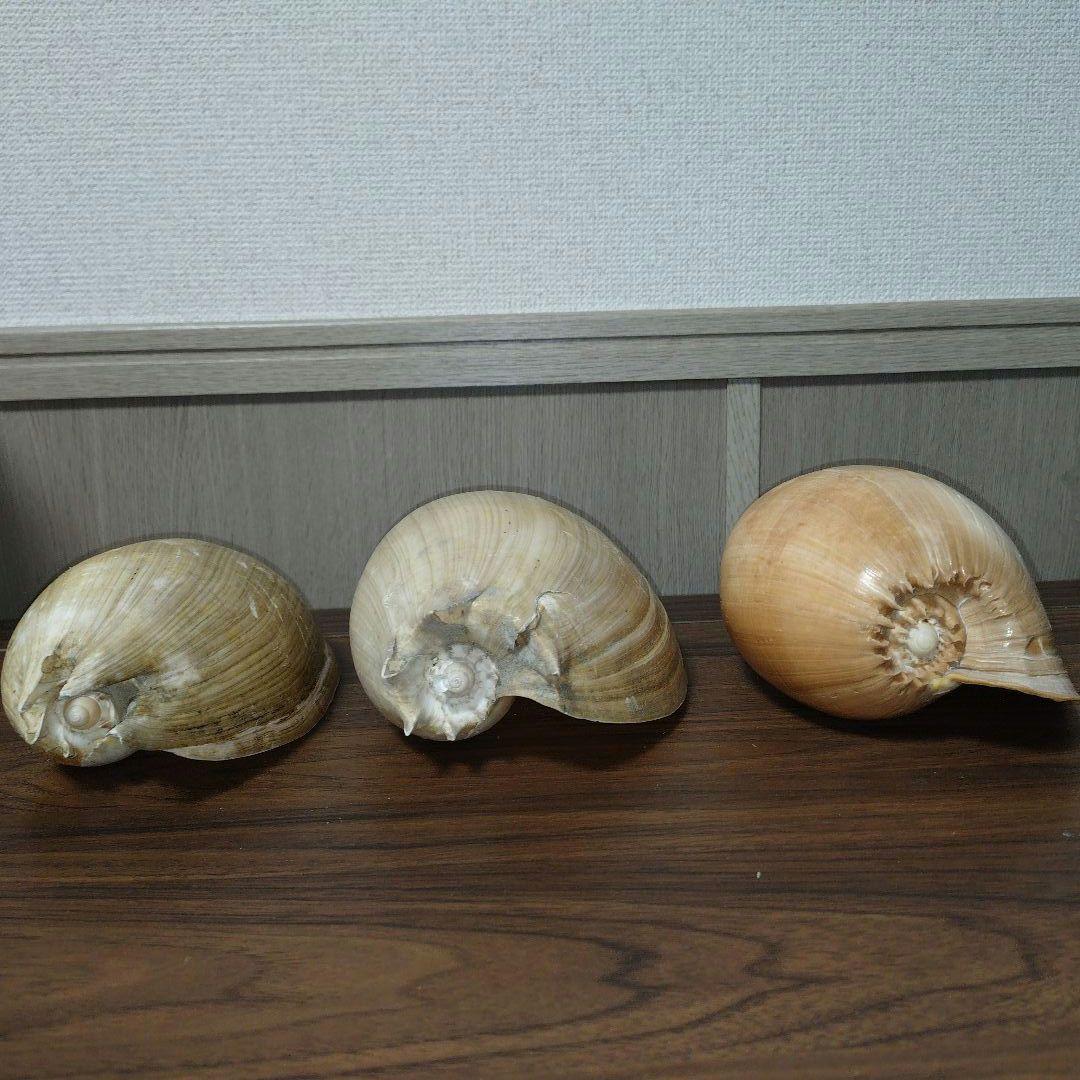 ヤシガイ ブローデリップヤシガイ 3点セット 貝殻 標本 - メルカリ