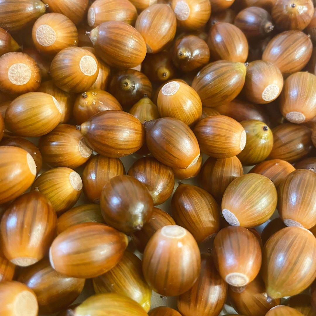 どんぐり 5000個 1月採取 水洗い 煮沸処理 陰干し 砲弾型 磨き 即日発送