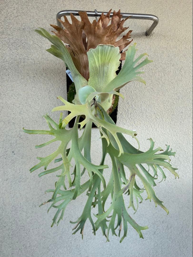 P.willinckii '月光爪哇' oc子株 ビカクシダ コウモリラン - メルカリ