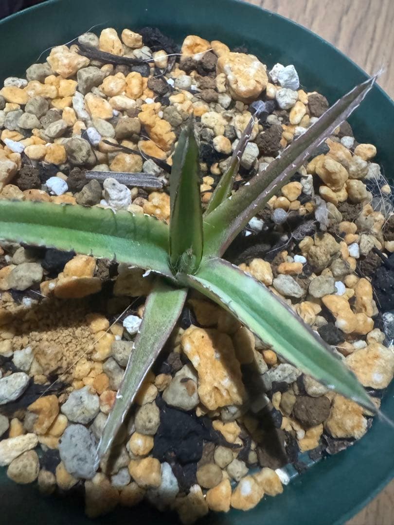 Agave victoriae-reginae 「special」 235