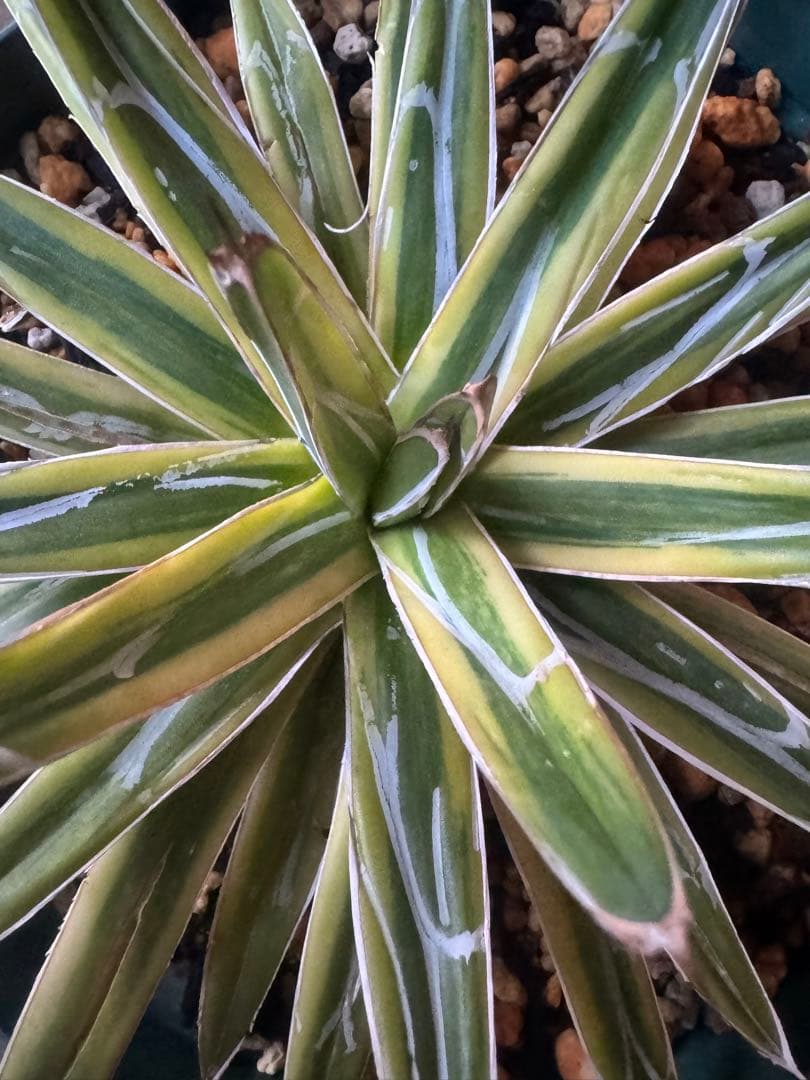 Agave victoriae-reginae 「special」 235