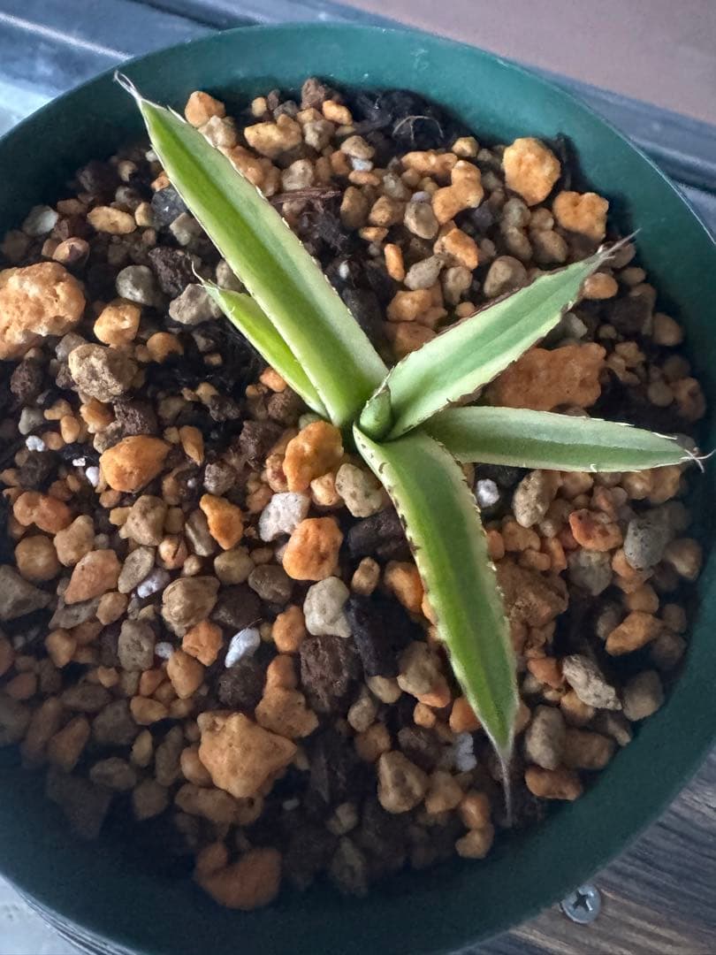 Agave victoriae-reginae 「special」 235