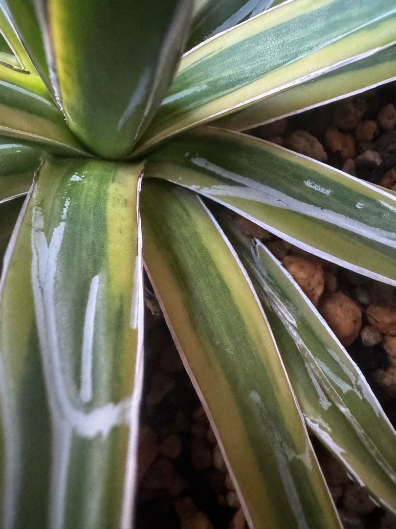 Agave victoriae-reginae 「special」 235