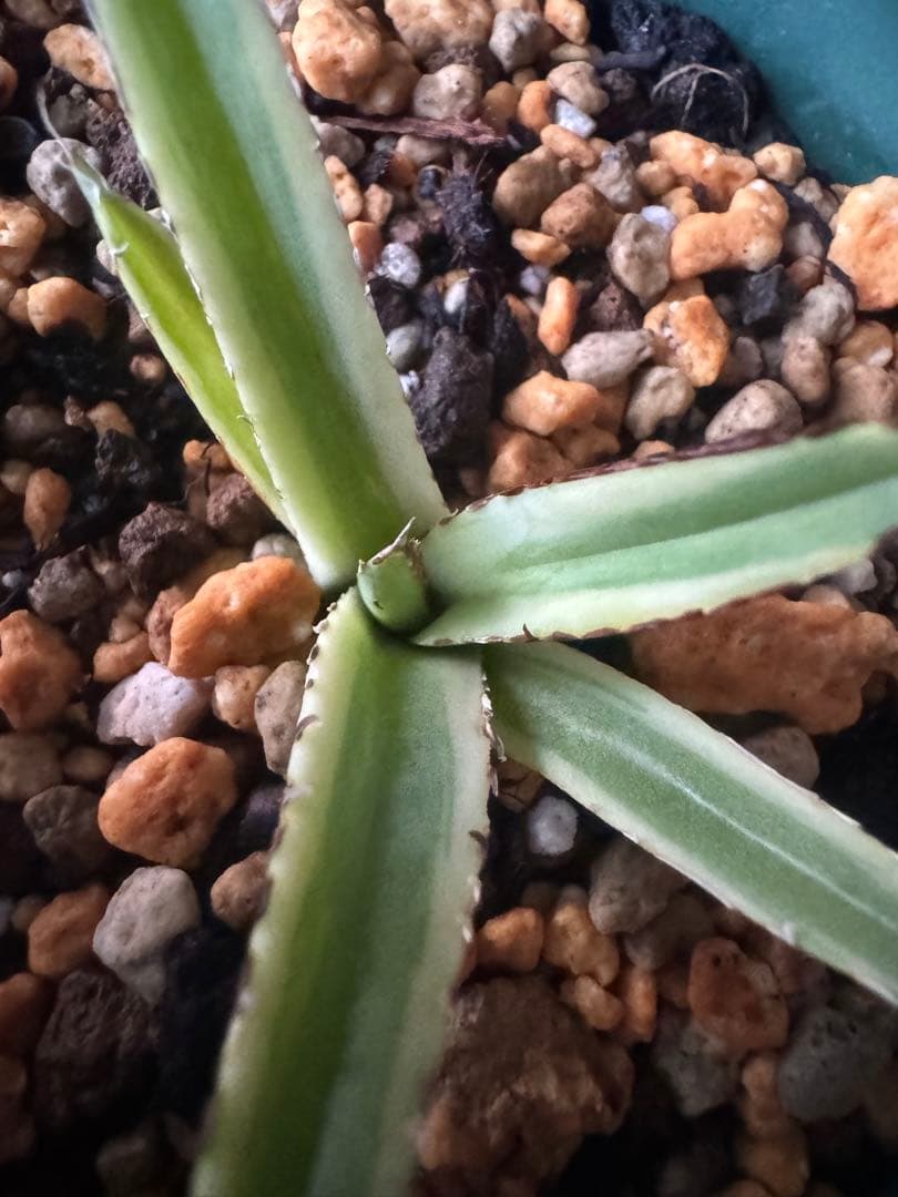 Agave victoriae-reginae 「special」 235