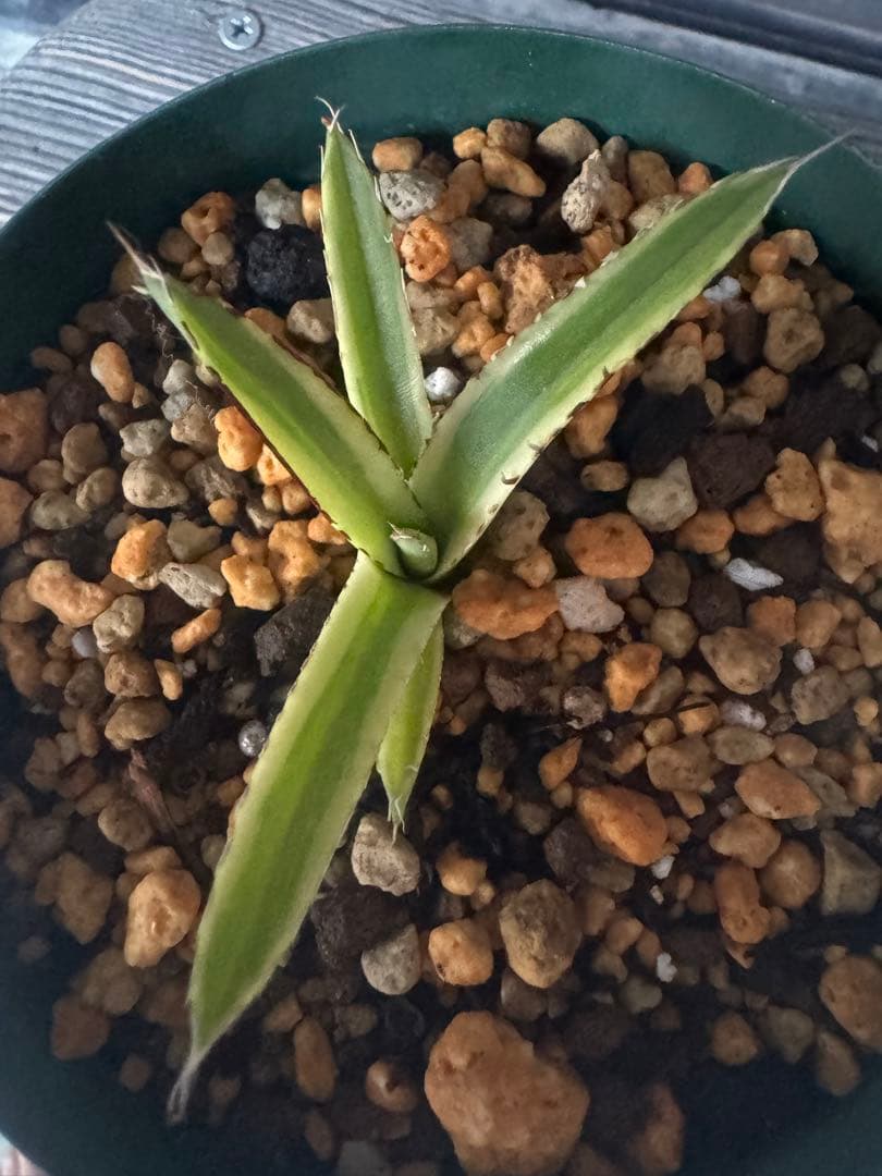 Agave victoriae-reginae 「special」 235