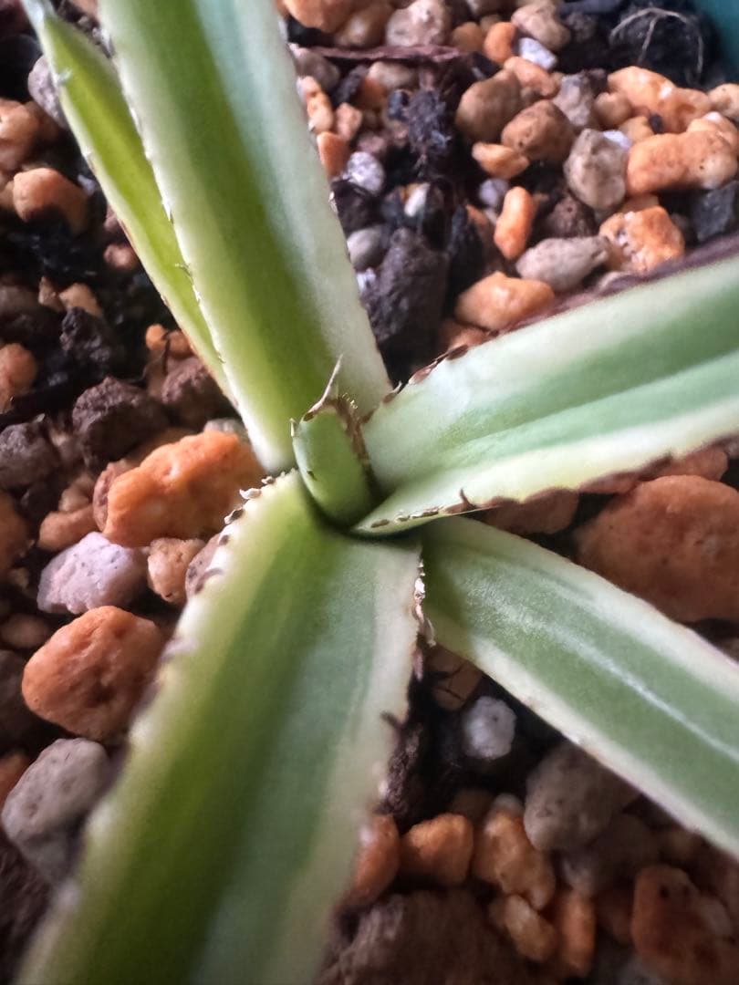 Agave victoriae-reginae 「special」 235